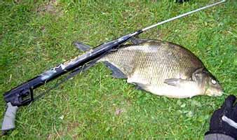 Рекордные лещи Эстонии Bream, Abramis brama