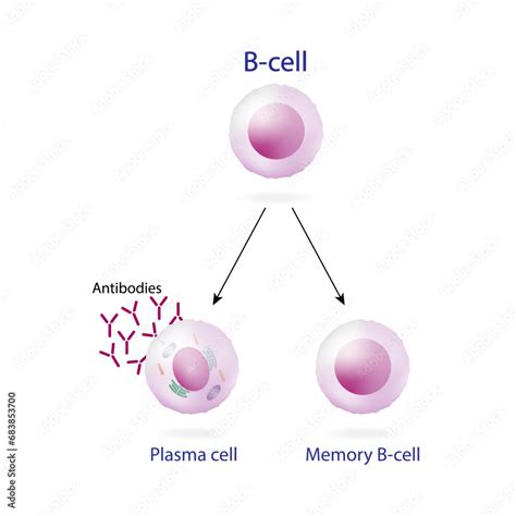 B Cell Leukocytes Plasma Cell And Memory B Cell B Cell