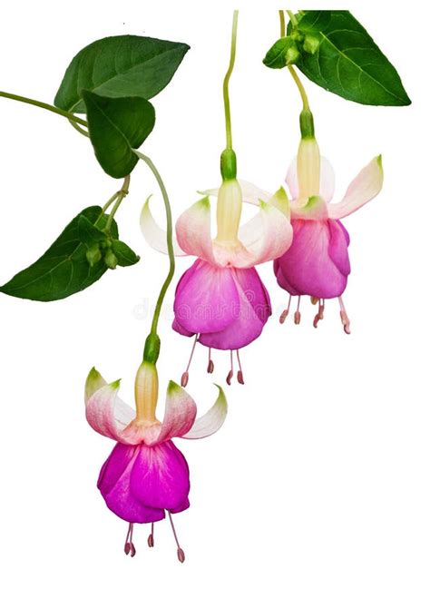 Fuchsias Pink And Purple Hanging Flowers Stock Photo Image Of Flowers