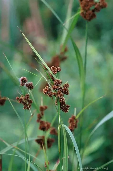 Bulrush For Sale Online | Buy 1 Get 1 Free