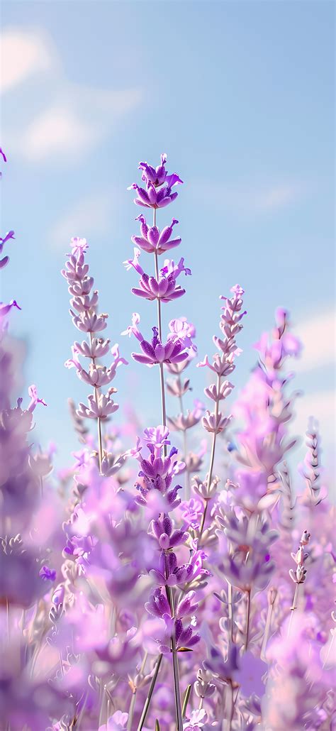 50+ Best Lavender iPhone Wallpapers 2024 (Free 4k HD Download