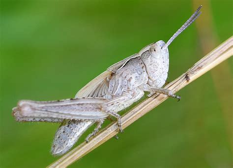 Backgräshoppa Common Field Grasshopper Chorthippus Brun Flickr