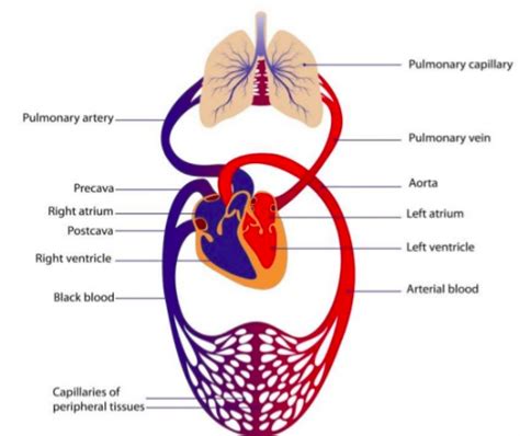 Circulatory System Diagram Quizlet