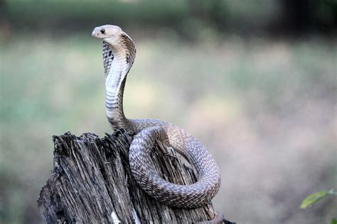 Indian Cobra | Animal Kingdom