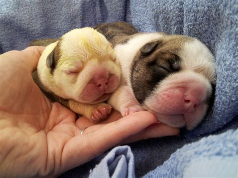 Newborn Baby Bulldogs