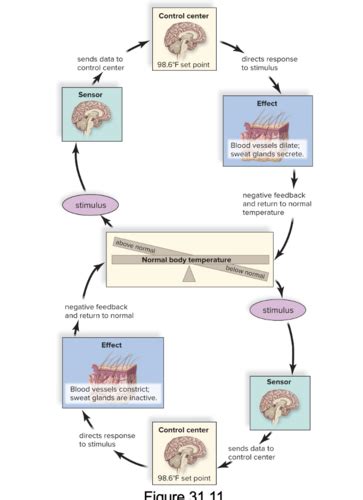 Homeostasis Flashcards Quizlet