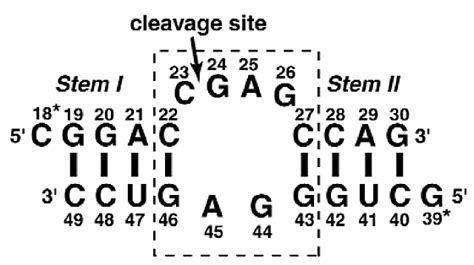 Crystal Structure Of A Lead Dependent Ribozyme Revealing Metal Binding