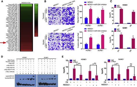 Mir 1254 Induced By Nesg1 Inactivates Hdgfddx5 Stimulated Nuclear