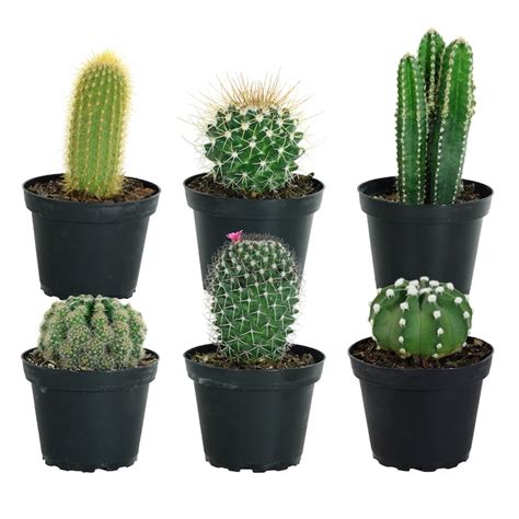 Costa Farms Assorted Cactus House Plant In 4 In Pot 6 Pack At