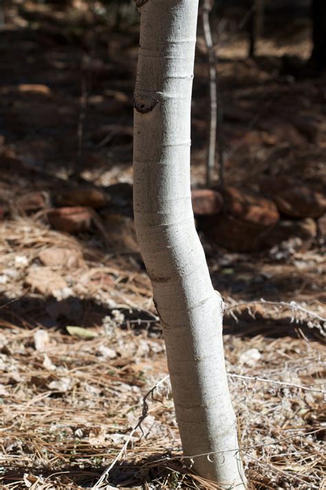 Fotos Gratis Rbol Naturaleza Bosque Rama Madera Hoja El