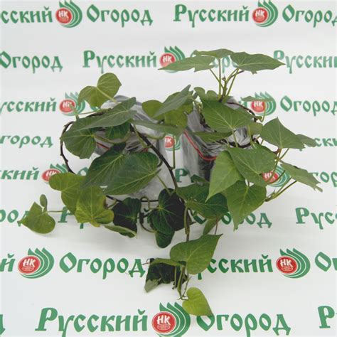 Батат Борегард для посадки купить в Москве и РФ. Описание сорта. Пункты ...