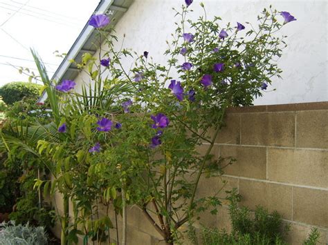 Plantfiles Pictures Blue Hibiscus Lilac Hibiscus Purple Hibiscus