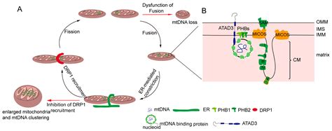 Cells Free Full Text Mitochondrial Dna Distribution Mutations