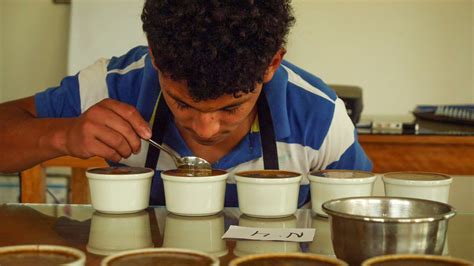 Los Jóvenes Catadores De Café Del Bosque De Protección Alto Mayo Cafelab