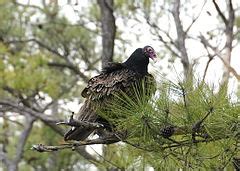 Category:Birds of Blackwater National Wildlife Refuge - Wikimedia Commons