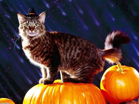 Halloween Cat Wallpaper - WallpaperSafari