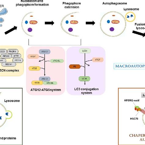 Schematic Representation Of Autophagy The Process Begins With The