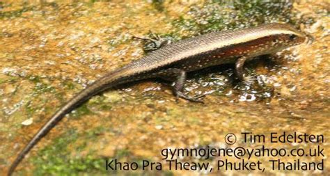 Eutropis Multifasciata The Reptile Database
