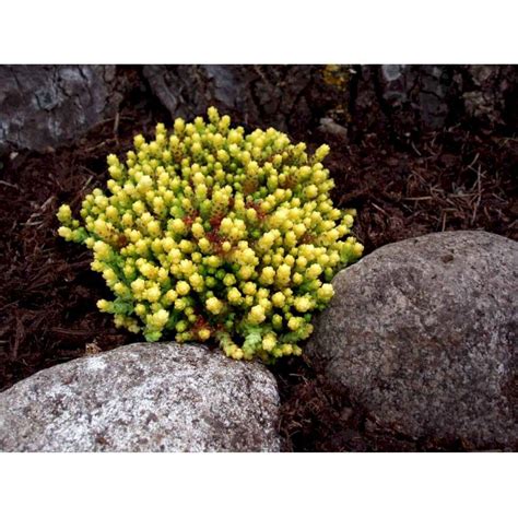 Bidende Stenurt Elegans Stauder Plantetorvet Dk