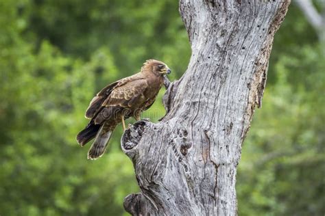 African Harrier Hawk In Kruger National Park South Africa Stock Photo