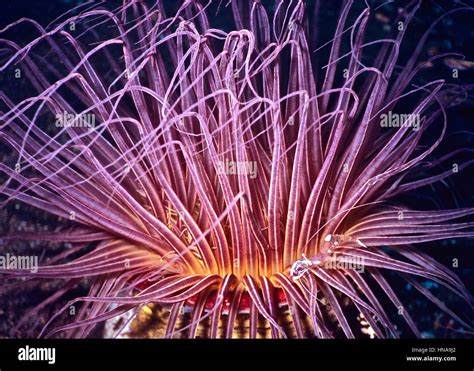 Nocturnal Feeding Anemone Hi Res Stock Photography And Images Alamy