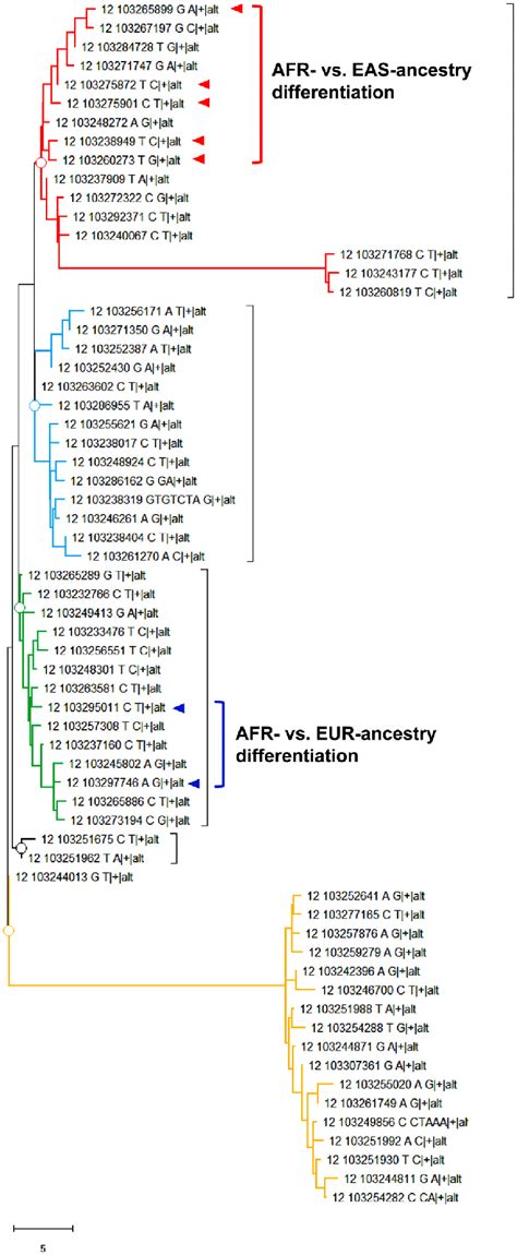 Phylogenetic Analysis Of The Pah Locus Using 1 Kg Whole Genome Download Scientific Diagram