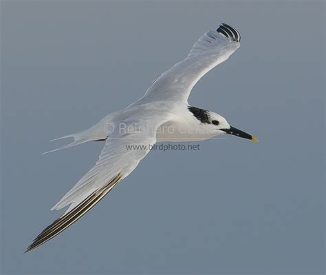 Tern Sandwich Tern Sandwich Tern Brandseeschwalbe Thal… Flickr