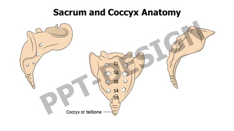 Sacrum And Coccyx Anatomy Inforgraphics Slides