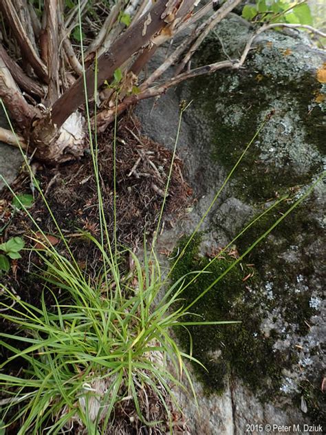 Carex Media Intermediate Sedge Minnesota Wildflowers