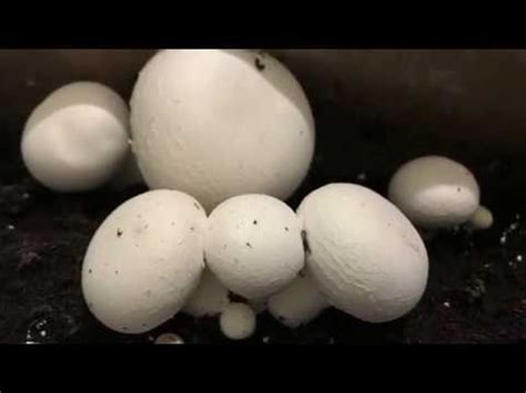 CULTIVO DE CHAMPIÑÓN agaricus en casa 26 días después YouTube