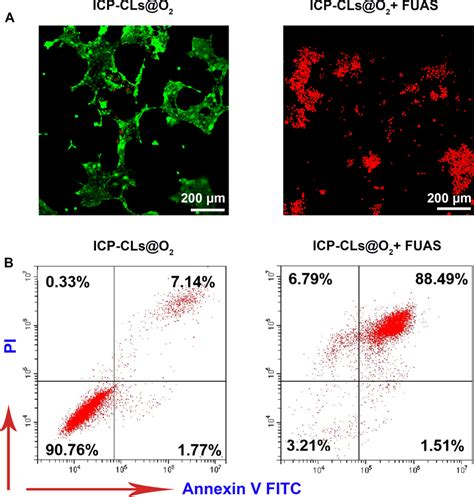 In Vitro Chemotherapy Of ICP CLs O2 A Different Treatment Groups Of