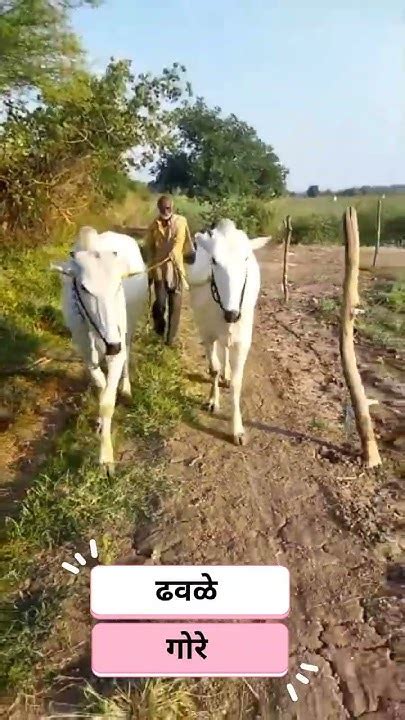 चपळ गोरे ढवळे गोरे विदर्भातील जबरदस्त गोरे 🐂🐂🐂🐂 अन्नदाता शेतकरी