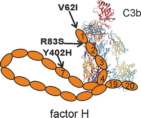 Frontiers Function And Dysfunction Of Complement Factor H During