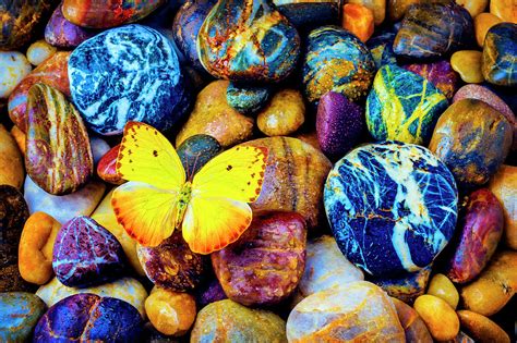 Yellow Butterfly On Rocks Photograph By Garry Gay Fine Art America