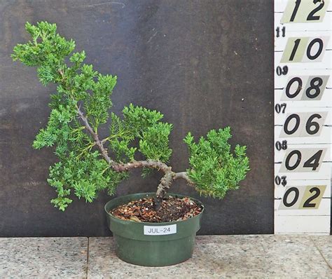 Dwarf Japanese Juniper Pre Bonsai Jul 24