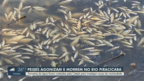 Após mortandade de peixes no Rio Piracicaba Comitê PCJ sugere liberar