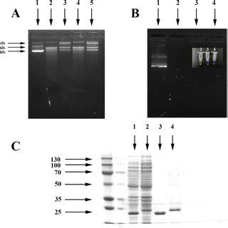 Construction Of Dgeo Mutant Strain Phenotypic Properties And