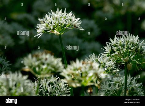 Wild Wood Garlic Flower Allium Ursinum Ramsons Wild Garlic White