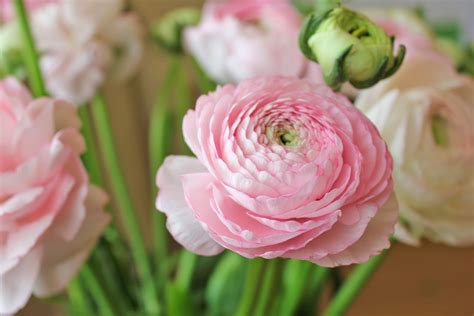 Love | Bake | Travel: ranunculus