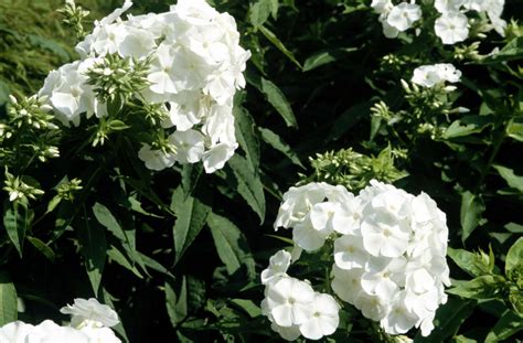 Phlox Paniculata Andwhite Admiraland Perennial Phlox Andwhite Admiral