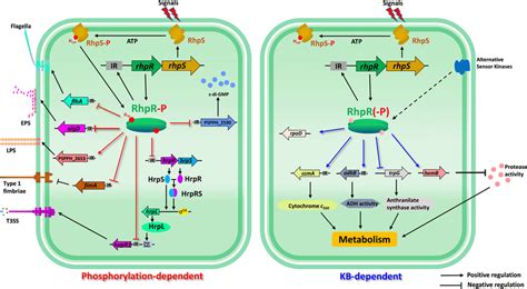 Schematic Model Of Kb And Phosphorylation Dependent Rhpr Regulation