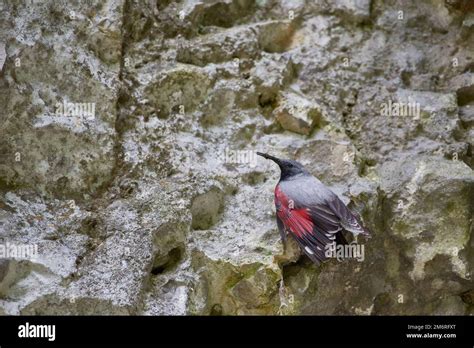 Wallcreeper bird hi-res stock photography and images - Alamy