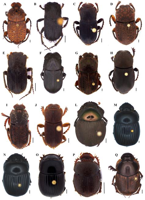 Dorsal habitus of dung beetle species collected in the Tapajós National