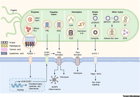 Bacillus Cereus Epidemiology Virulence Factors And Hostpathogen