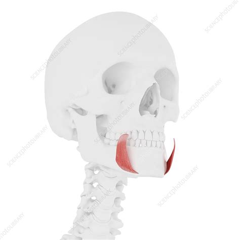 Depressor Anguli Oris Muscle Illustration Stock Image F0257033