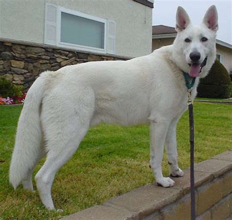 Miniature White German Shepherd | Dog German Shepherds