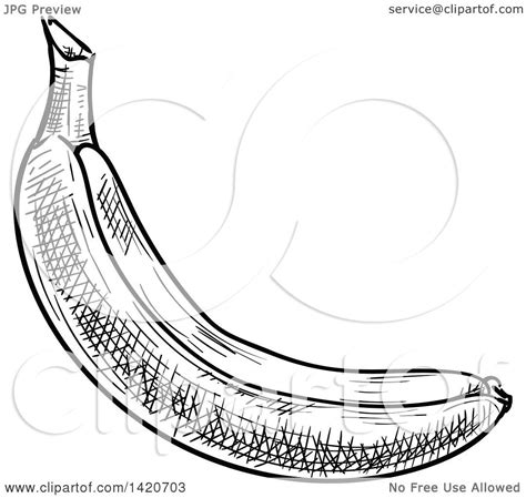 Clipart of a Black and White Sketched Banana - Royalty Free Vector ...