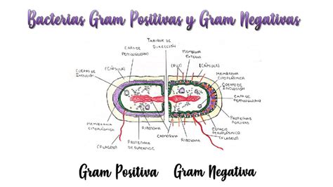 Bacterias Gram Positivas Y Gram Negativas Docsity