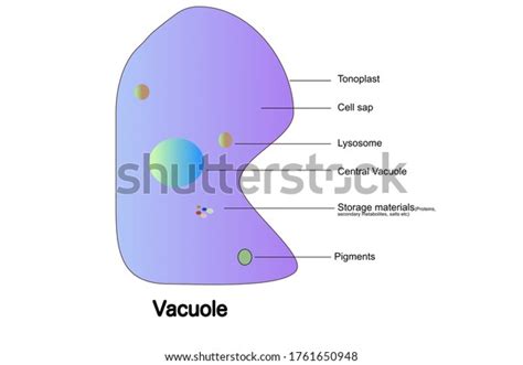 Labelled Diagram Of Vacuoles