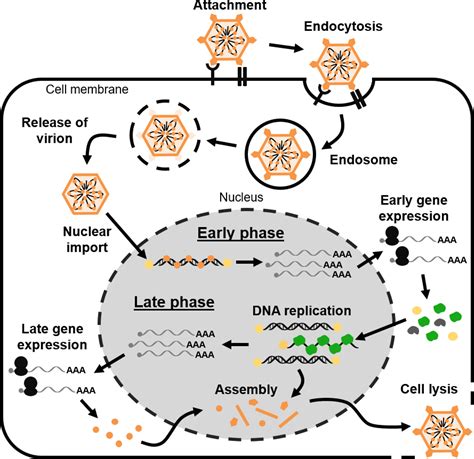 Viral And Cellular Interactions During Adenovirus DNA Replication